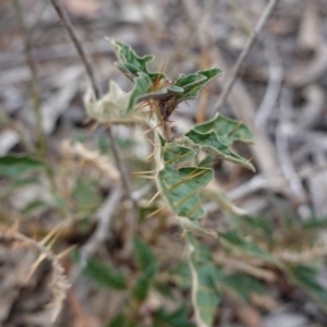 Solanum cinereum at Hughes, ACT - 16 Nov 2019 04:56 PM