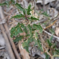 Solanum cinereum at Hughes, ACT - 16 Nov 2019 04:56 PM