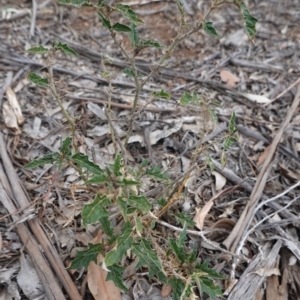 Solanum cinereum at Hughes, ACT - 16 Nov 2019 04:56 PM