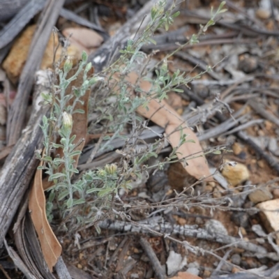 Vittadinia cuneata var. cuneata (Fuzzy New Holland Daisy) at Hughes, ACT - 16 Nov 2019 by JackyF