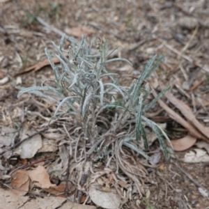 Senecio quadridentatus at Garran, ACT - 16 Nov 2019 05:02 PM