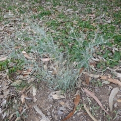 Senecio quadridentatus at Garran, ACT - 16 Nov 2019 05:02 PM