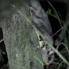 Petaurus notatus (Krefft’s Glider, Sugar Glider) at Yarralumla, ACT - 16 Nov 2019 by AndrewZelnik