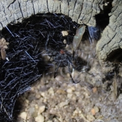 Latrodectus hasselti (Redback Spider) at Yarralumla, ACT - 16 Nov 2019 by AndrewZelnik