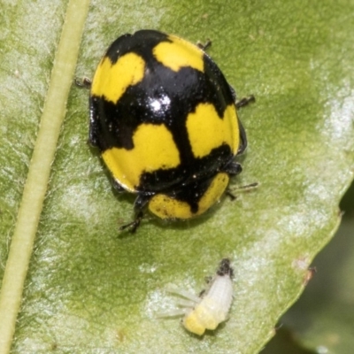 Illeis galbula (Fungus-eating Ladybird) at Higgins, ACT - 16 Nov 2019 by AlisonMilton