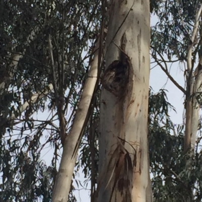 Eucalyptus globulus subsp. bicostata (Southern Blue Gum, Eurabbie) at Garran, ACT - 16 Nov 2019 by Flutteringsparrow2