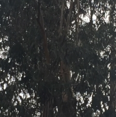 Eucalyptus globulus subsp. bicostata at Garran, ACT - 16 Nov 2019