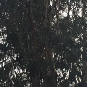 Eucalyptus globulus subsp. bicostata at Garran, ACT - 16 Nov 2019