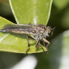 Cerdistus sp. (genus) (Slender Robber Fly) at Higgins, ACT - 15 Nov 2019 by AlisonMilton