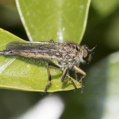 Cerdistus sp. (genus) (Slender Robber Fly) at Higgins, ACT - 16 Nov 2019 by AlisonMilton