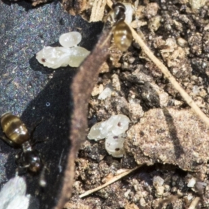 Formicidae (family) at Higgins, ACT - 16 Nov 2019