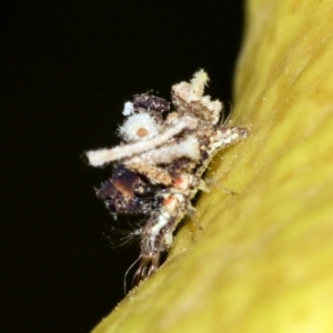 Chrysopidae (family) at Higgins, ACT - 16 Nov 2019 02:43 PM