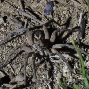 Tasmanicosa sp. (genus) at Yarralumla, ACT - 16 Nov 2019 08:16 PM