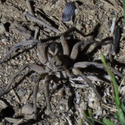Tasmanicosa sp. (genus) (Unidentified Tasmanicosa wolf spider) at Yarralumla, ACT - 16 Nov 2019 by AndrewZelnik
