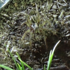 Venatrix sp. (genus) (Unidentified Venatrix wolf spider) at Yarralumla, ACT - 16 Nov 2019 by AndrewZelnik