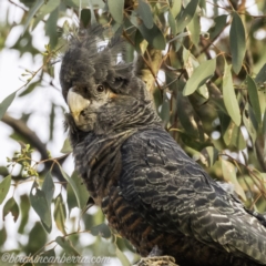 Callocephalon fimbriatum (Gang-gang Cockatoo) at Red Hill, ACT - 2 Nov 2019 by JonSteinbeck