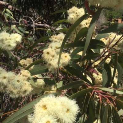 Angophora floribunda (Apple, Rough-barked Apple) at Weetangera, ACT - 17 Nov 2019 by ruthkerruish