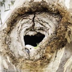 Cacatua galerita (Sulphur-crested Cockatoo) at Red Hill, ACT - 1 Nov 2019 by BIrdsinCanberra