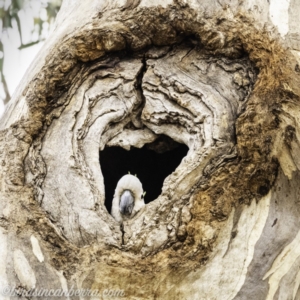 Cacatua galerita at Red Hill, ACT - 2 Nov 2019