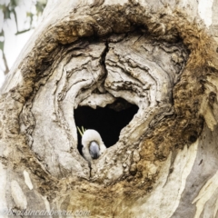 Cacatua galerita at Red Hill, ACT - 2 Nov 2019