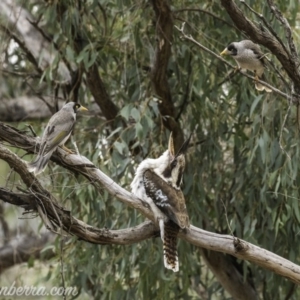 Dacelo novaeguineae at Garran, ACT - 2 Nov 2019 06:47 AM