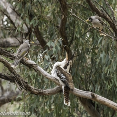 Dacelo novaeguineae (Laughing Kookaburra) at Garran, ACT - 2 Nov 2019 by JonSteinbeck