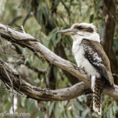 Dacelo novaeguineae at Garran, ACT - 2 Nov 2019 06:47 AM