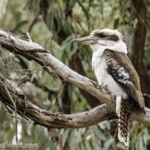 Dacelo novaeguineae at Garran, ACT - 2 Nov 2019 06:47 AM