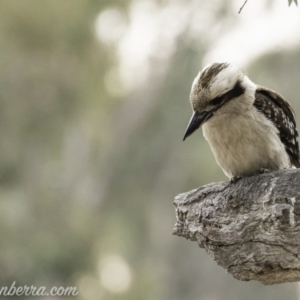 Dacelo novaeguineae at Garran, ACT - 2 Nov 2019 06:47 AM