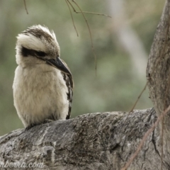 Dacelo novaeguineae at Garran, ACT - 2 Nov 2019