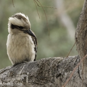 Dacelo novaeguineae at Garran, ACT - 2 Nov 2019 06:47 AM