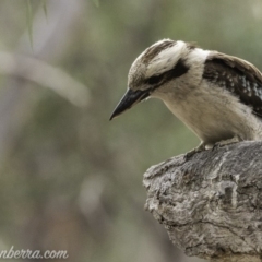 Dacelo novaeguineae at Garran, ACT - 2 Nov 2019 06:47 AM