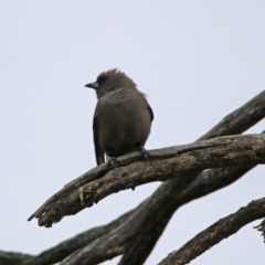 Artamus cyanopterus (Dusky Woodswallow) at Tennent, ACT - 16 Nov 2019 by RodDeb