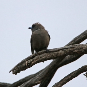 Artamus cyanopterus cyanopterus at Tennent, ACT - 16 Nov 2019