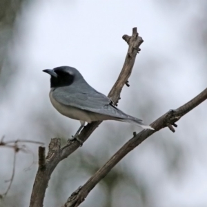 Artamus personatus at Paddys River, ACT - 16 Nov 2019