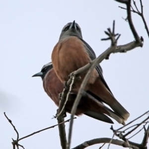 Artamus superciliosus at Tharwa, ACT - 16 Nov 2019 06:14 PM