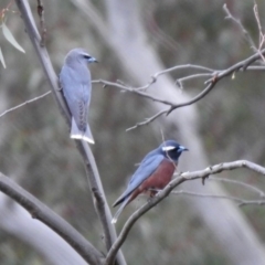 Artamus superciliosus at Tharwa, ACT - 16 Nov 2019 06:14 PM