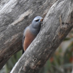 Artamus superciliosus at Tharwa, ACT - 16 Nov 2019 06:14 PM