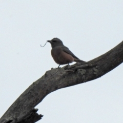 Artamus superciliosus at Tharwa, ACT - 16 Nov 2019 06:14 PM