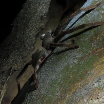 Sparassidae (family) (A Huntsman Spider) at Yarralumla, ACT - 16 Nov 2019 by AndrewZelnik