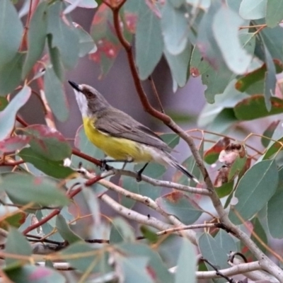 Gerygone olivacea (White-throated Gerygone) at Tennent, ACT - 16 Nov 2019 by RodDeb