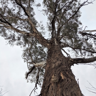 Eucalyptus melliodora (Yellow Box) at Federal Golf Course - 16 Nov 2019 by JackyF