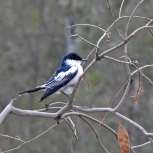 Lalage tricolor at Tennent, ACT - 16 Nov 2019