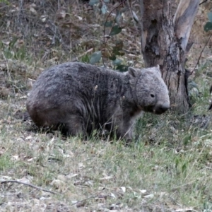 Vombatus ursinus at Paddys River, ACT - 16 Nov 2019 07:41 PM