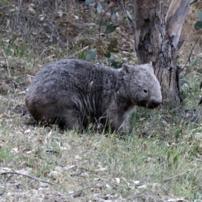 Vombatus ursinus (Bare-nosed Wombat) at Paddys River, ACT - 16 Nov 2019 by RodDeb