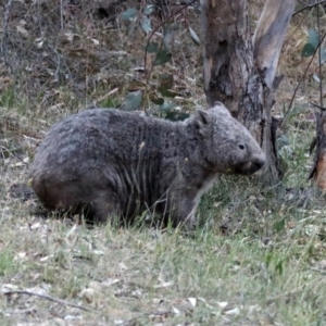 Vombatus ursinus at Paddys River, ACT - 16 Nov 2019 07:41 PM