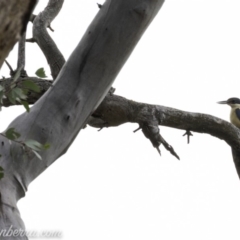 Todiramphus sanctus (Sacred Kingfisher) at Red Hill, ACT - 2 Nov 2019 by JonSteinbeck