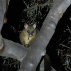 Trichosurus vulpecula at Yarralumla, ACT - 16 Nov 2019