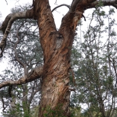 Eucalyptus melliodora (Yellow Box) at Federal Golf Course - 16 Nov 2019 by JackyF