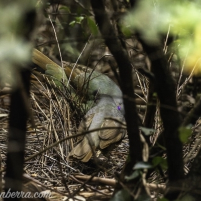 Ptilonorhynchus violaceus (Satin Bowerbird) at Hughes, ACT - 1 Nov 2019 by BIrdsinCanberra